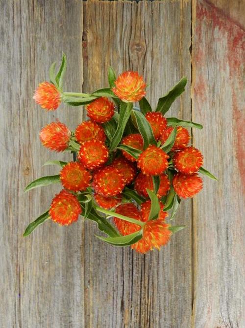 ORANGE GOMPHRENA